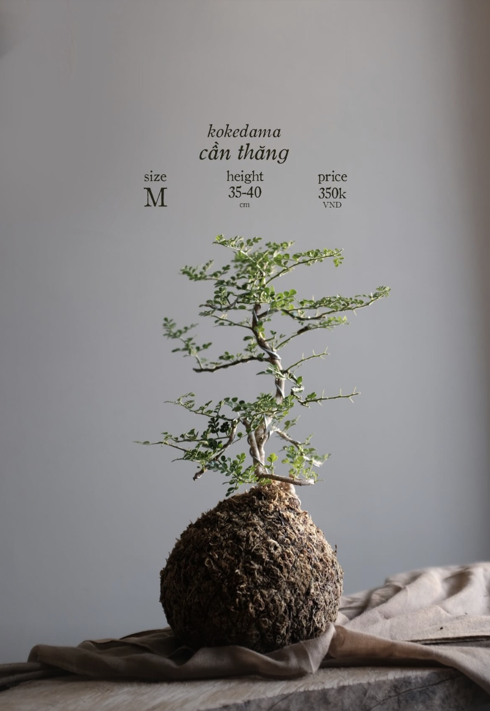 Screenshot 2024-08-22 at 12.00.11 PM